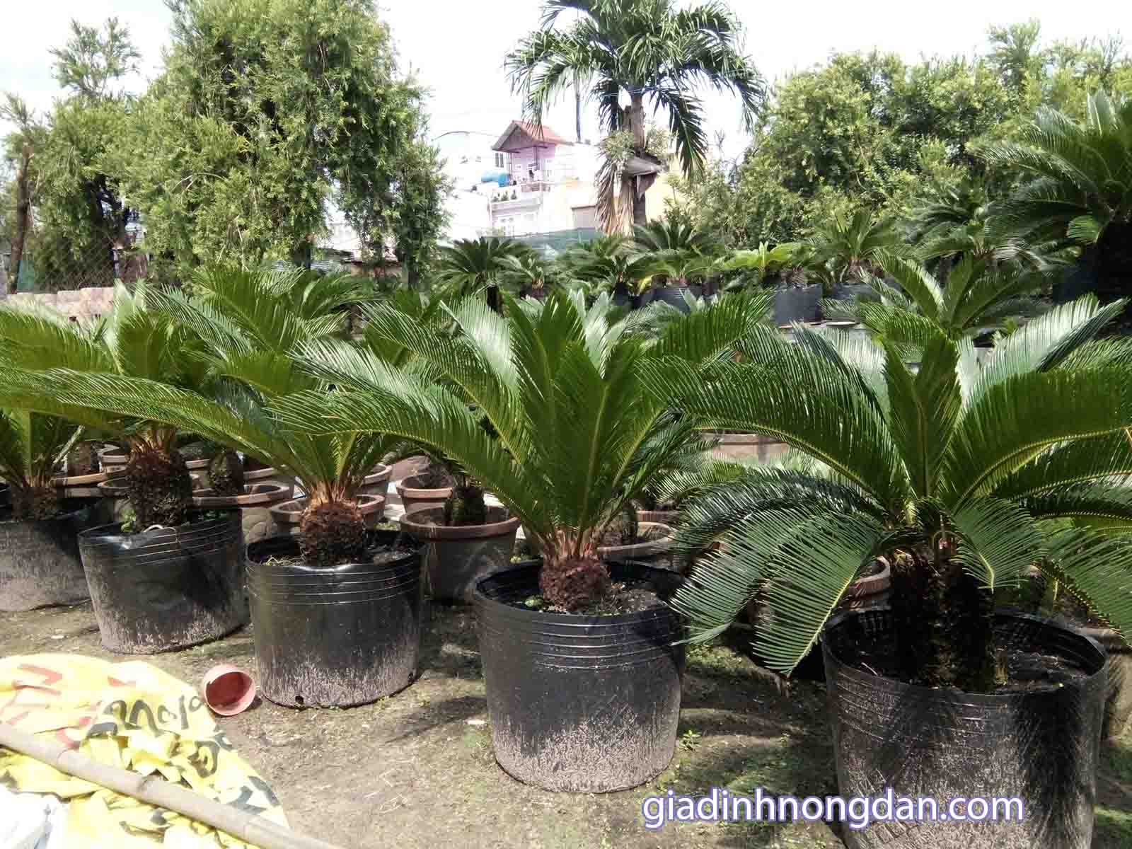 Cây Thiên Tuế Cây Thiên Tuế