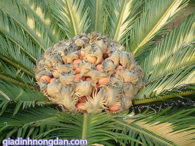 Cây Thiên Tuế Cây Thiên Tuế
