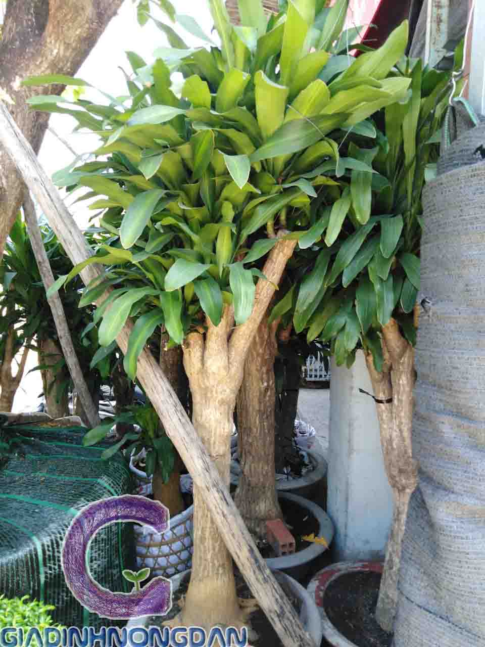 Cây Thiết Mộc Lan Gốc Cây Thiết Mộc Lan Gốc
