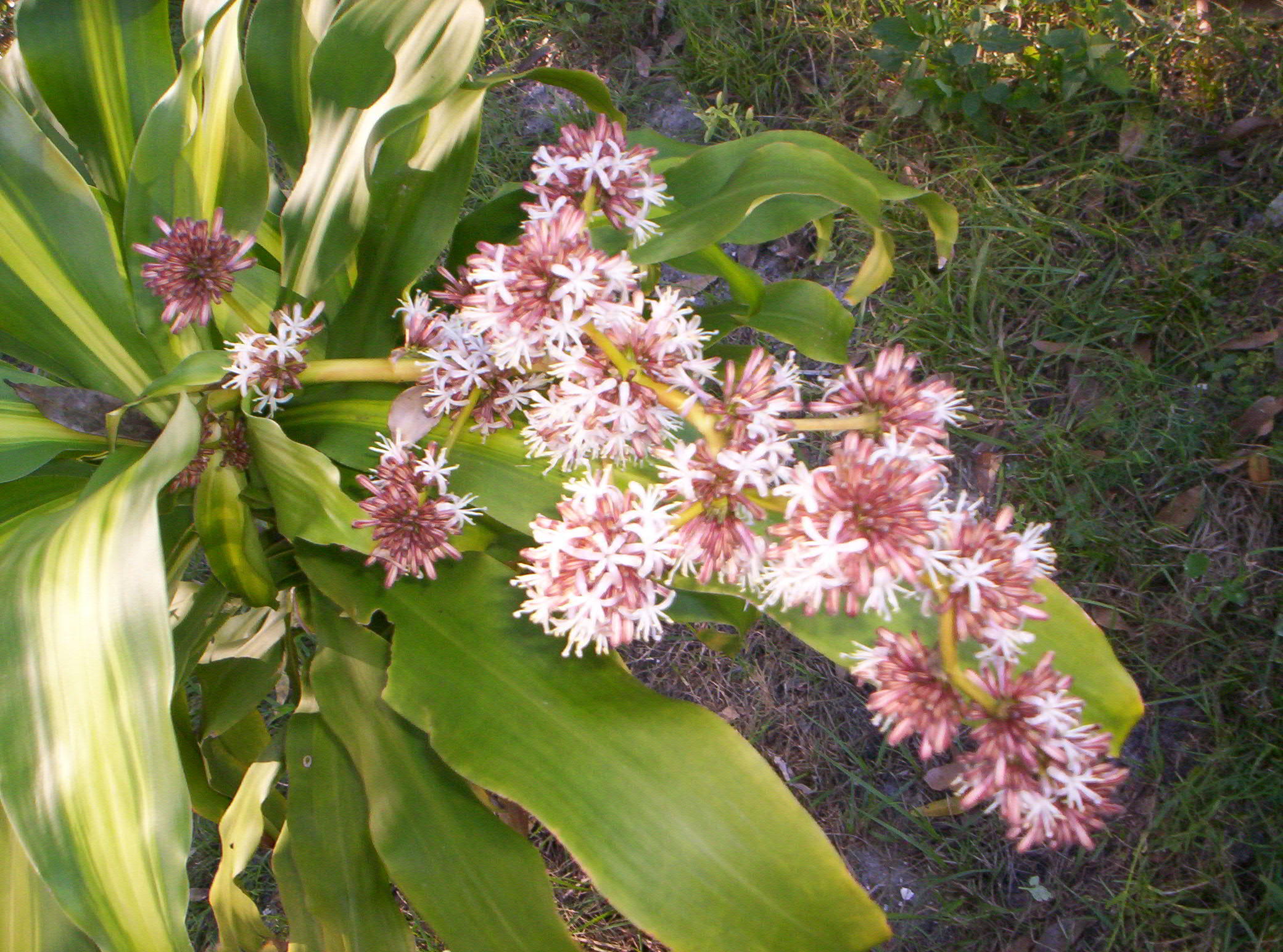 Dracaena fragrans Dracaena fragrans