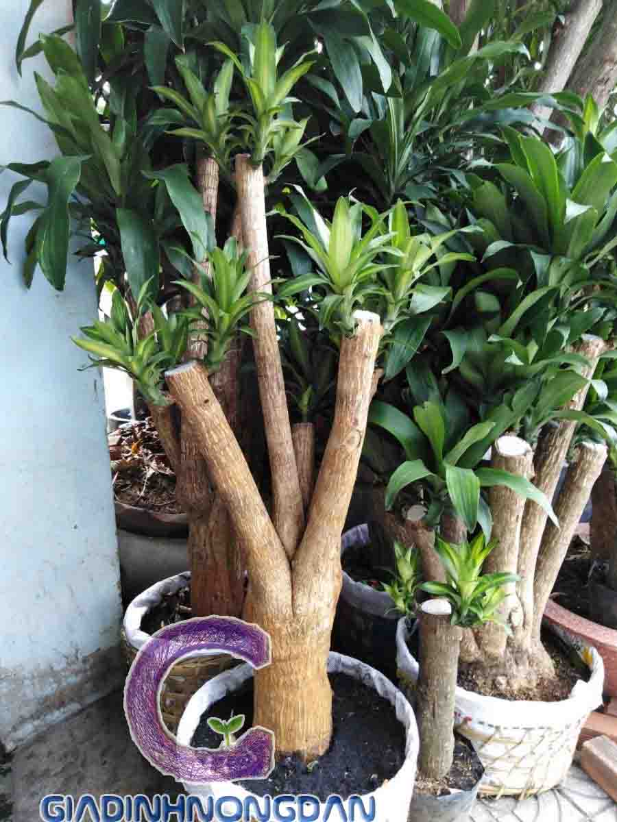 Cây Thiết Mộc Lan Gốc Cây Thiết Mộc Lan Gốc
