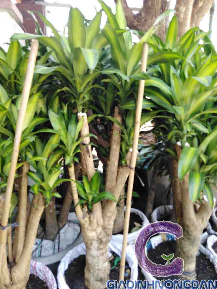 Cây Thiết Mộc Lan Gốc Cây Thiết Mộc Lan Gốc