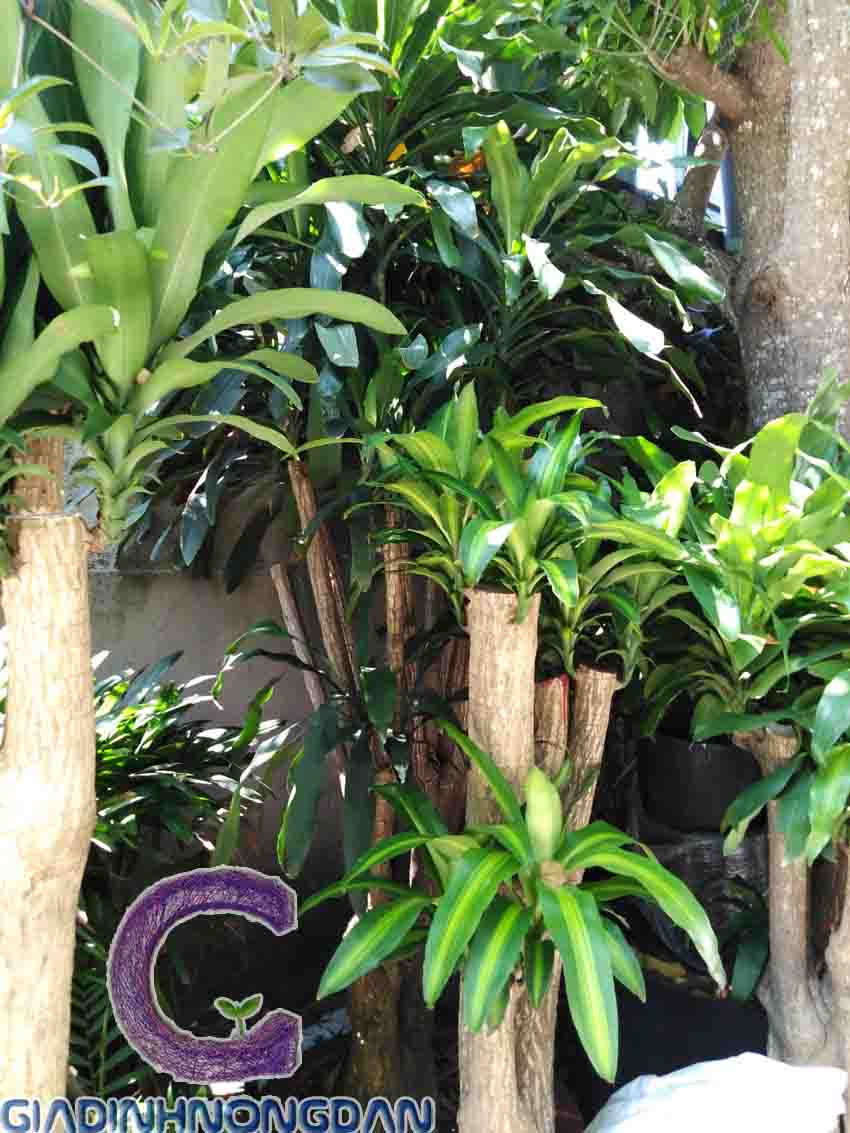 Cây Thiết Mộc Lan Gốc Cây Thiết Mộc Lan Gốc