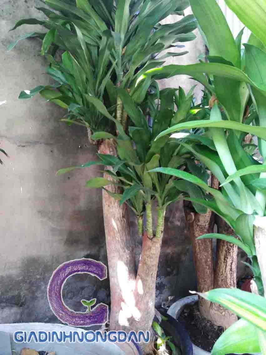 Cây Thiết Mộc Lan Gốc Cây Thiết Mộc Lan Gốc