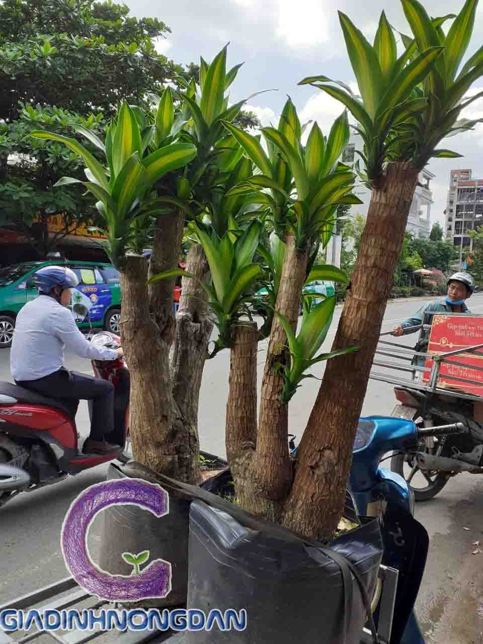 Cây Thiết Mộc Lan Gốc Cây Thiết Mộc Lan Gốc