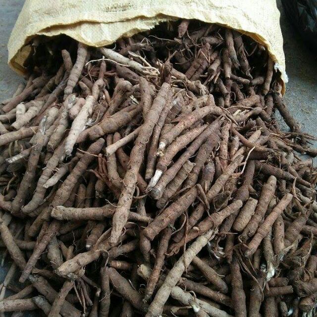 Cây Cỏ Đậu (Hoa lạc)