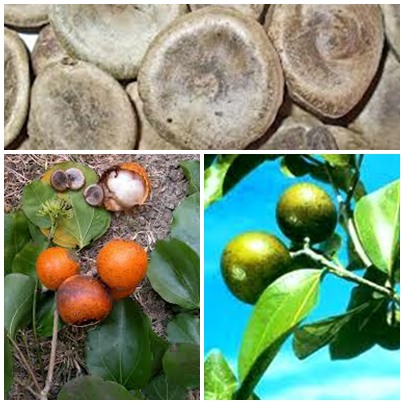 cây thuốc nam cây thuốc nam