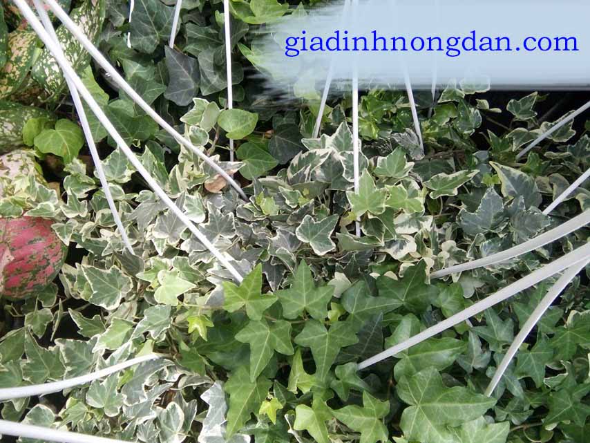 Cây Thường Xuân Để Bàn Cây Thường Xuân Để Bàn