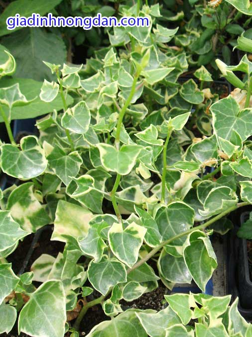 Cây Thường Xuân Lá Đốm Cây Thường Xuân Lá Đốm