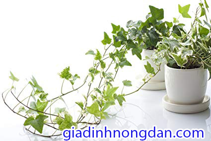 Cây Thường Xuân Lá Đốm Cây Thường Xuân Lá Đốm