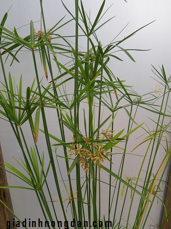 Cây Thủy Trúc