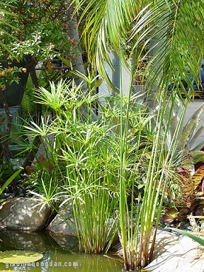 Cây Thủy Trúc
