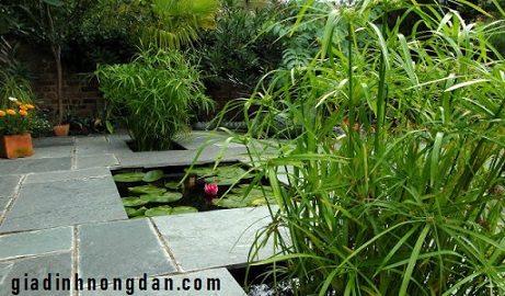 Cây Thủy Trúc