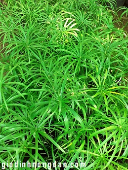 Cây Thủy Trúc