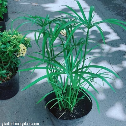 Cây Thủy Trúc