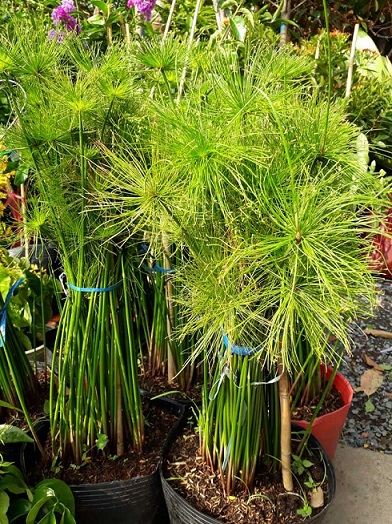 Cây Thủy Trúc Thái