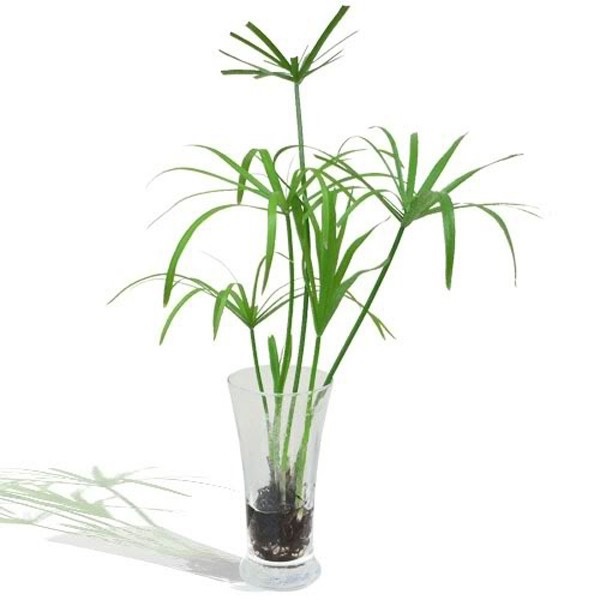 Cây Thủy Trúc Thủy Sinh Cây Thủy Trúc Thủy Sinh