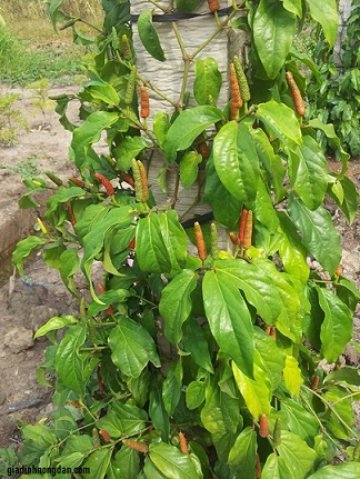 Cây Tiêu Lốt