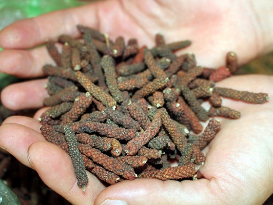 Cây Tiêu Lốt