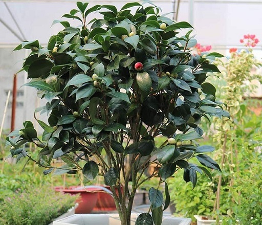 Cây Trà Hoa Nữ Cây Trà Hoa Nữ