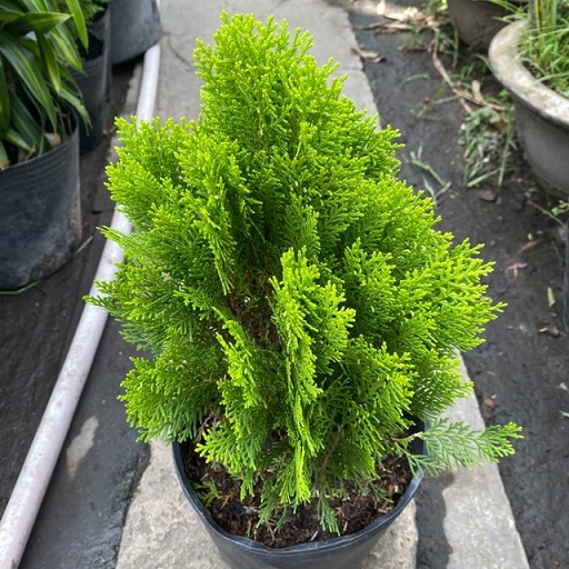 Cây Trắc Bách Diệp (thuộc bài) Cây Trắc Bách Diệp (thuộc bài)
