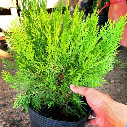 Cây Trắc Bách Diệp (thuộc bài) Cây Trắc Bách Diệp (thuộc bài)