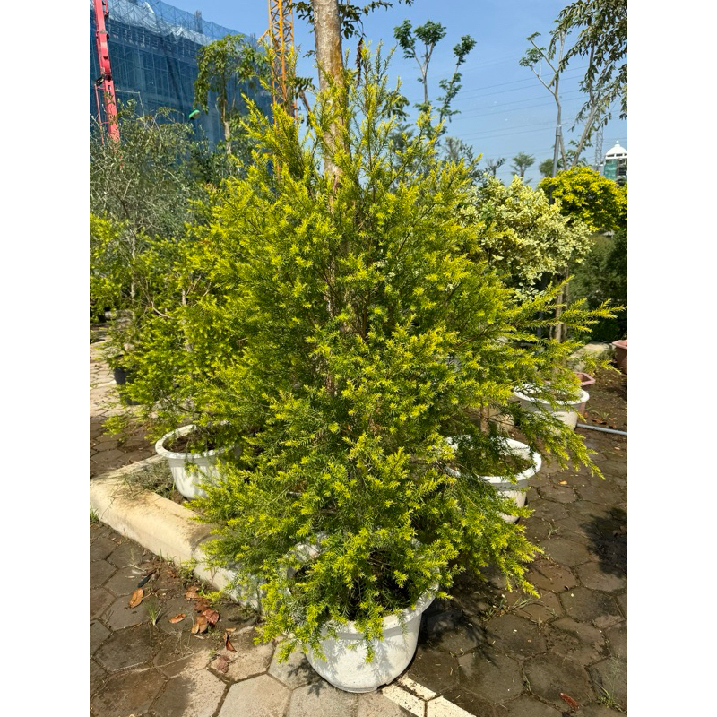 ý nghĩa của cây tràm trà hoàng kim ý nghĩa của cây tràm trà hoàng kim