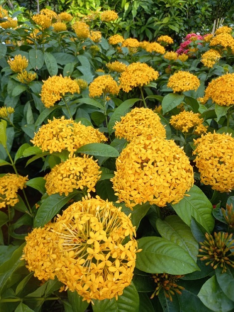 Cây Trang Mỹ Vàng Cây Trang Mỹ Vàng