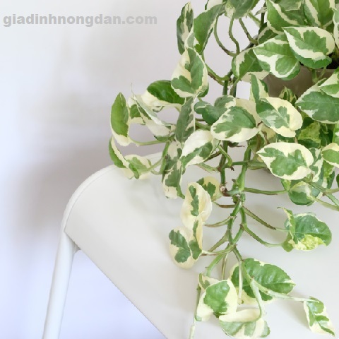 Cây Trầu Bà Cẩm Thạch Cây Trầu Bà Cẩm Thạch