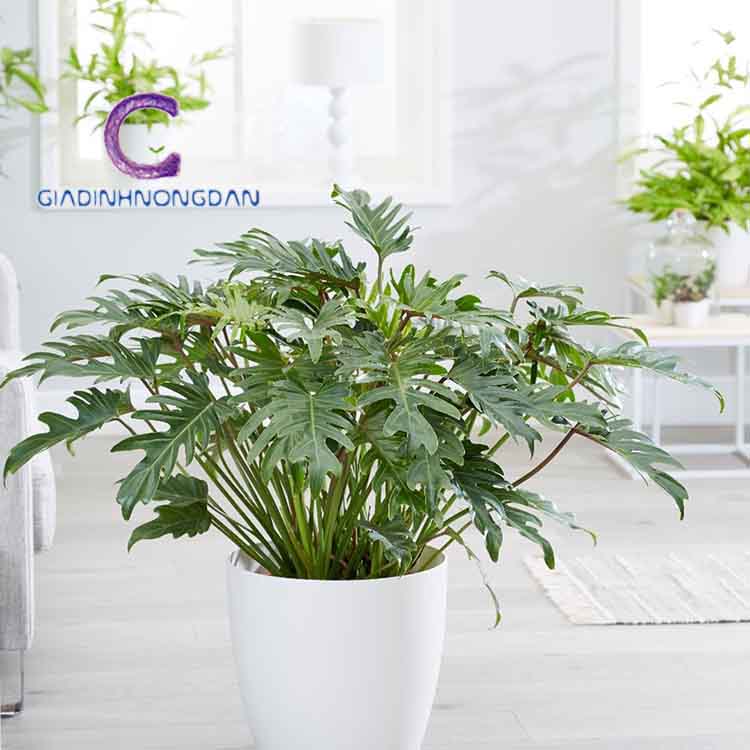 cây trầu bà chân vịt cây trầu bà chân vịt