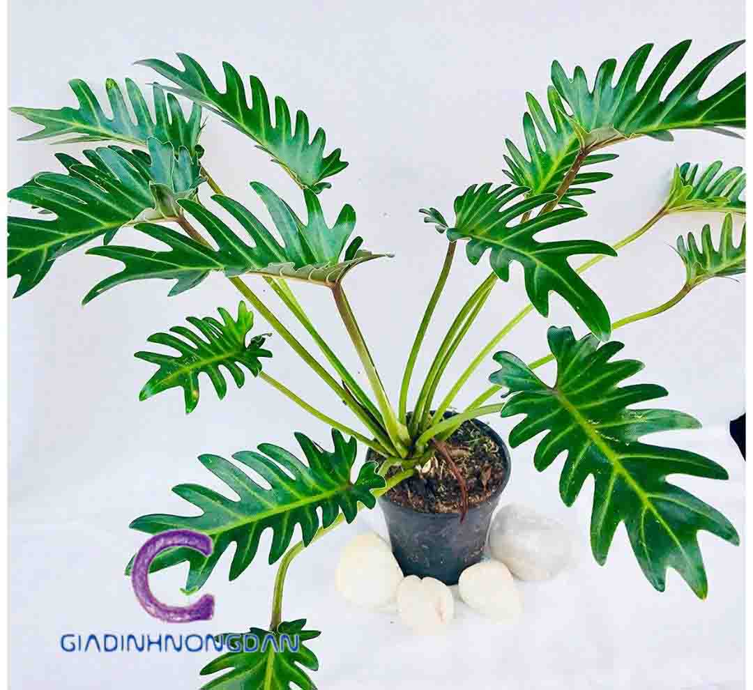 cây trầu bà chân vịt cây trầu bà chân vịt