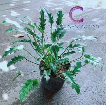 cây trầu bà chân vịt cây trầu bà chân vịt