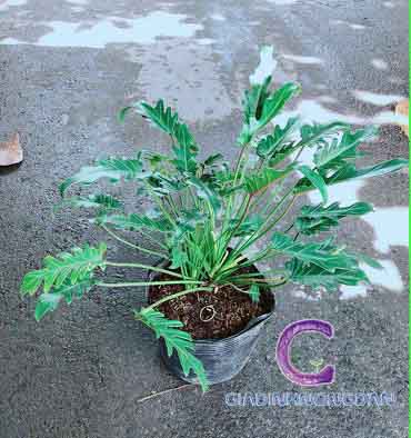 cây trầu bà chân vịt cây trầu bà chân vịt