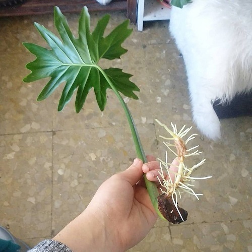 Cây Trầu Bà Chân Vịt Thủy Sinh Cây Trầu Bà Chân Vịt Thủy Sinh