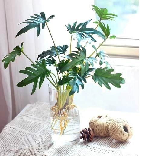 Cây Trầu Bà Chân Vịt Thủy Sinh Cây Trầu Bà Chân Vịt Thủy Sinh