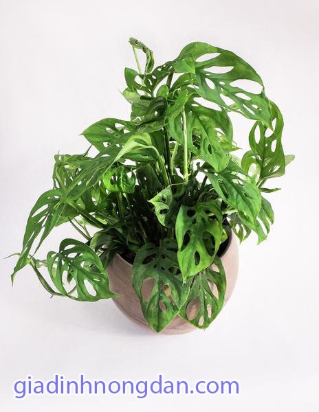 Cây Trầu Bà Cửa Sổ Cây Trầu Bà Cửa Sổ