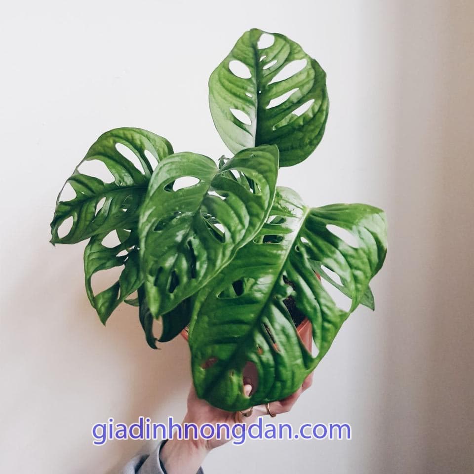 Cây Trầu Bà Cửa Sổ Cây Trầu Bà Cửa Sổ