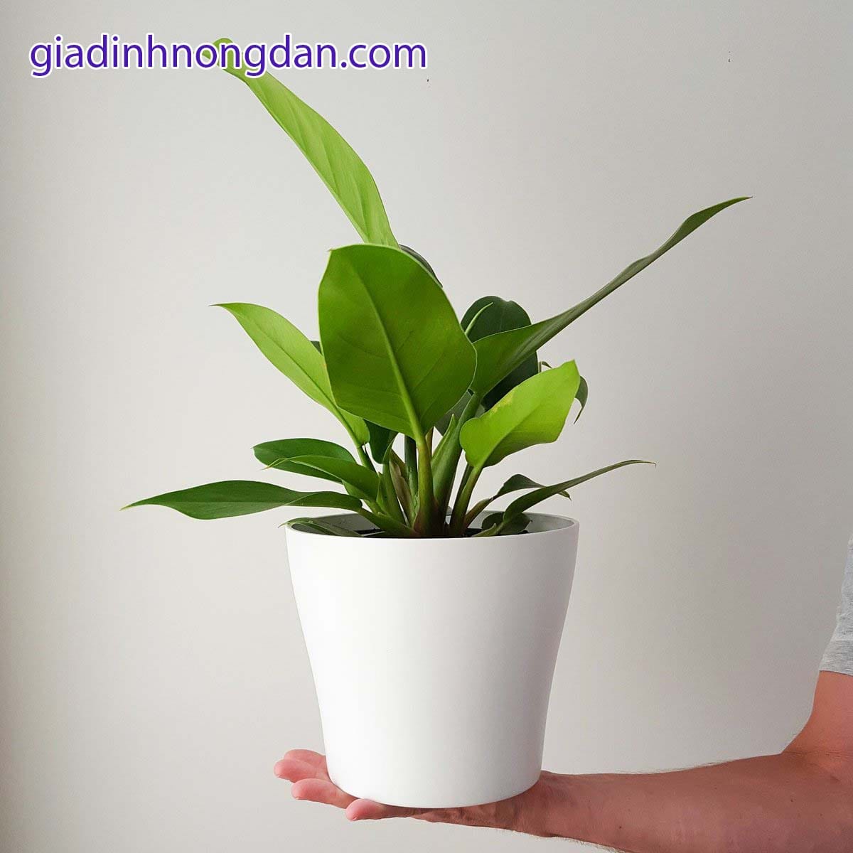 Cây Trầu Bà Đế Vương Cây Trầu Bà Đế Vương