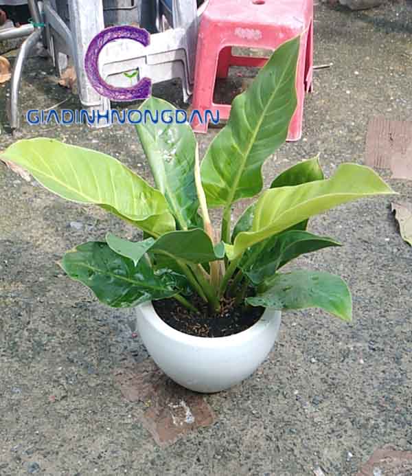 Cây Trầu Bà Đế Vương Để Bàn Cây Trầu Bà Đế Vương Để Bàn