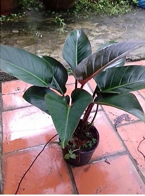 Cây Trầu Bà Đế Vương Đỏ