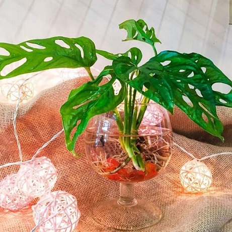 Cây Trầu Bà Lỗ Trồng Nước Cây Trầu Bà Lỗ Trồng Nước