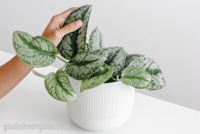 Cây Trầu Bà Lụa Cây Trầu Bà Lụa