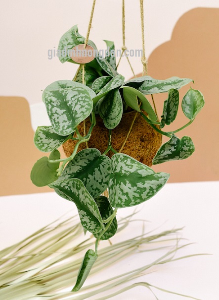 Cây Trầu Bà Lụa Cây Trầu Bà Lụa