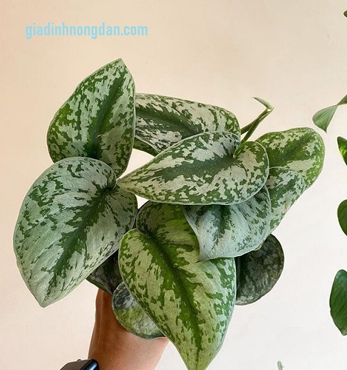 Cây Trầu Bà Lụa Cây Trầu Bà Lụa