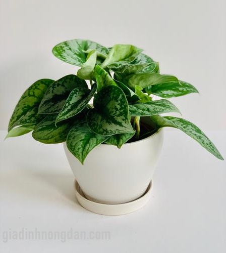 Cây Trầu Bà Lụa Cây Trầu Bà Lụa