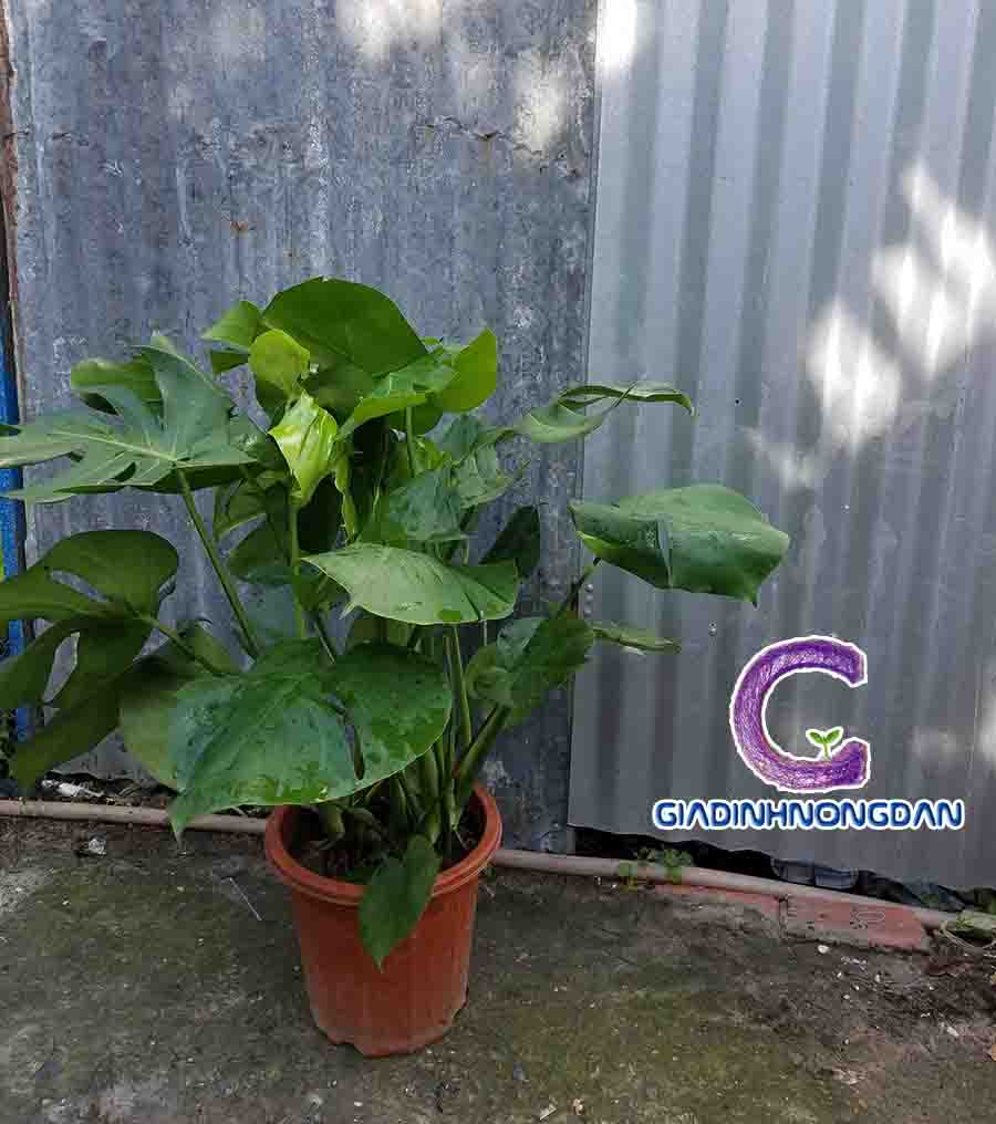 Cây Trầu Bà Nam Mỹ