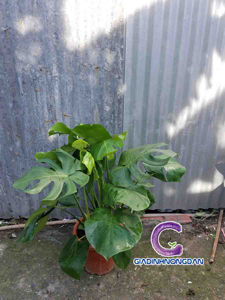 Cây Trầu Bà Nam Mỹ Cây Trầu Bà Nam Mỹ