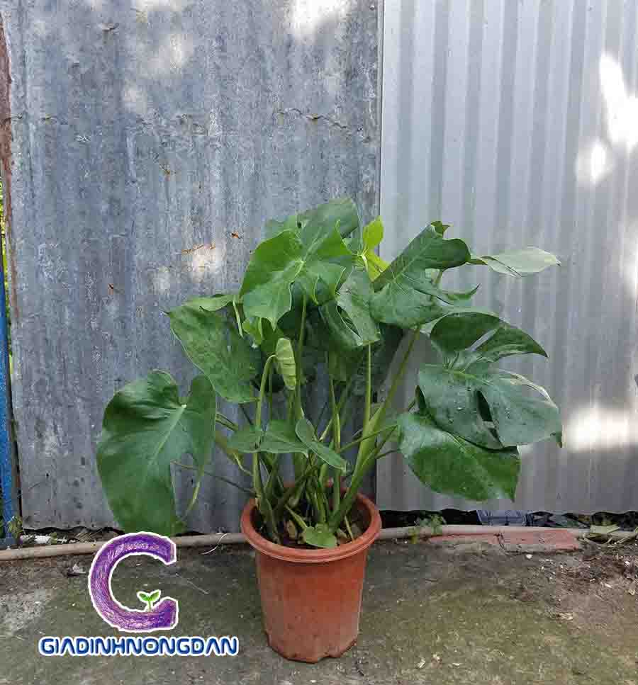 Cây Trầu Bà Nam Mỹ Cây Trầu Bà Nam Mỹ