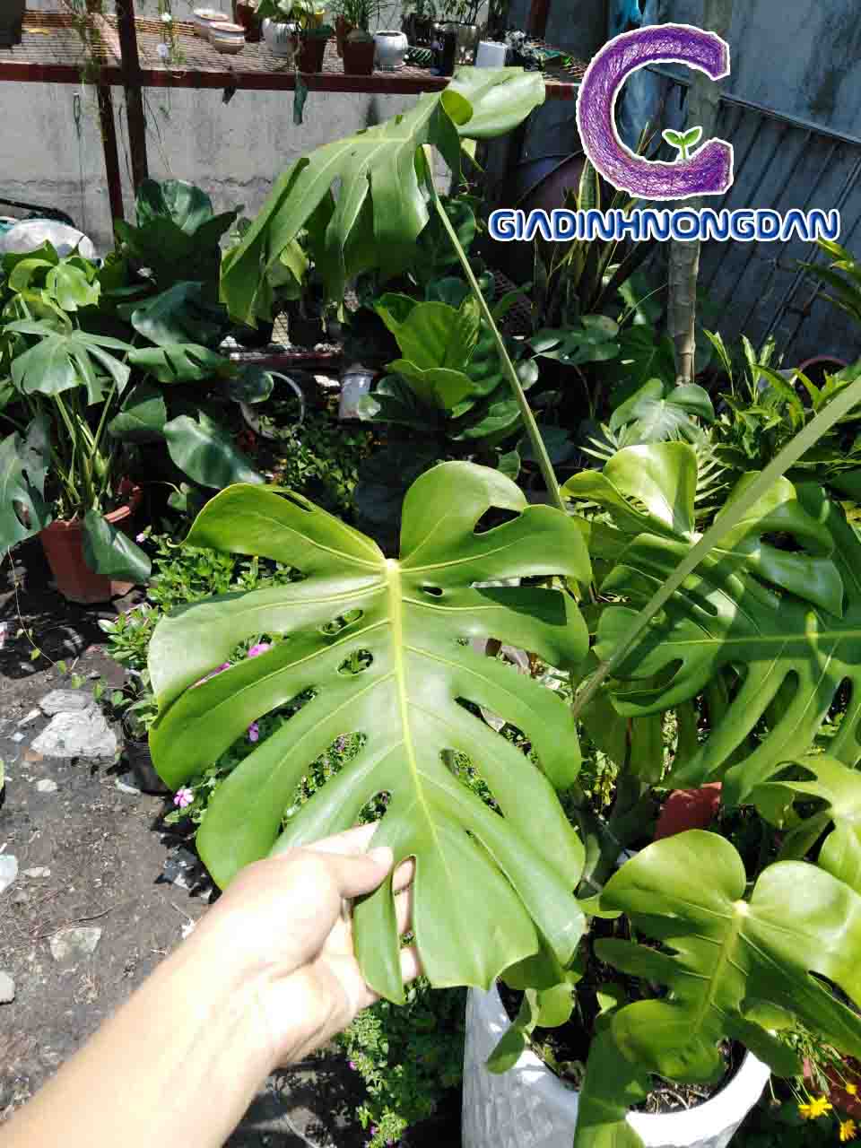 Cây Trầu Bà Nam Mỹ Cây Trầu Bà Nam Mỹ