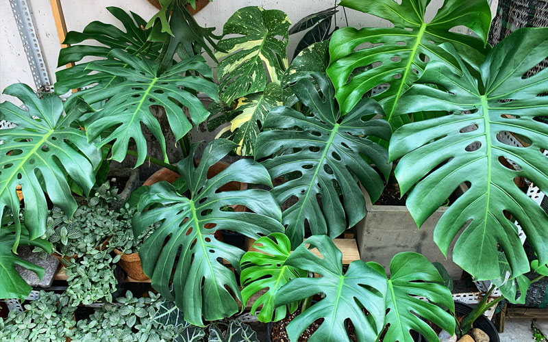 cây monstera trong phong thủy cây monstera trong phong thủy